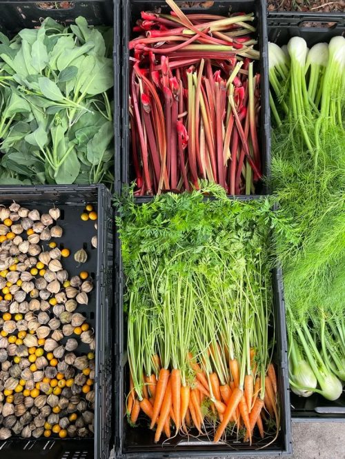 Securing a constant and diverse supply of fresh vegetables is one of the biggest challenges of food rescue and why FareShare initiated a kitchen garden program in Melbourne to grow our own vegetables.